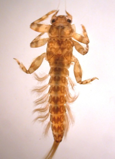 Potamanthidae